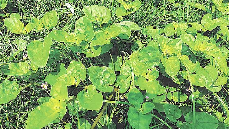 ছবি: লেখক