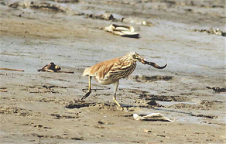 ছবি: লেখক 