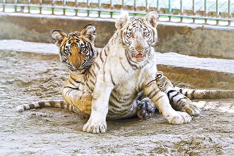 ছবি: খালেদ সরকার