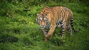 ফাইল ছবি: এএফপি