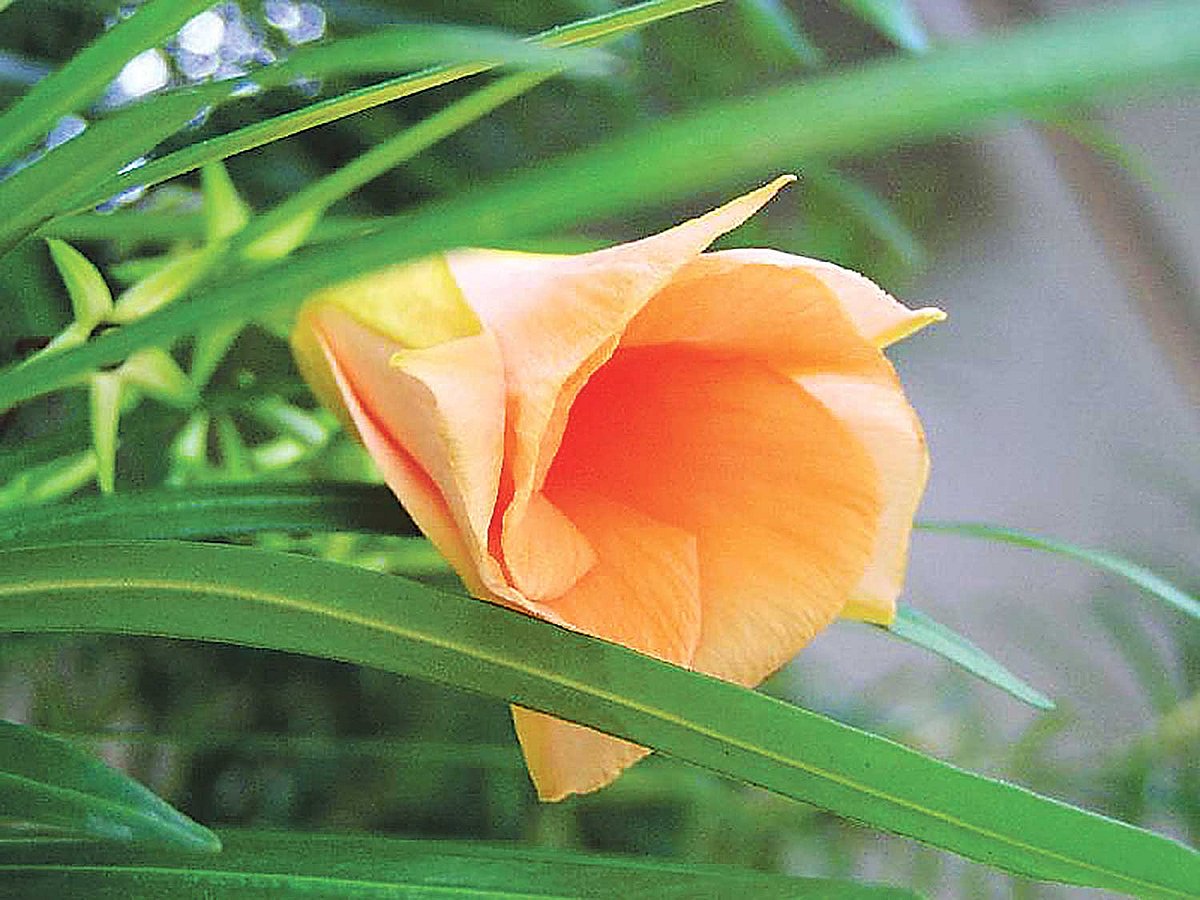 ছবি: লেখক