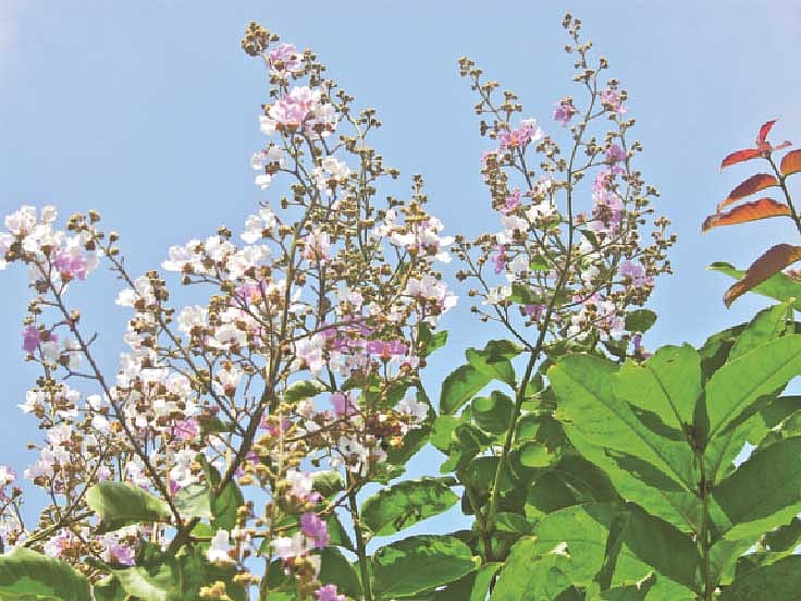 রমনা পার্ক থেকে সম্প্রতি তোলা ছবি