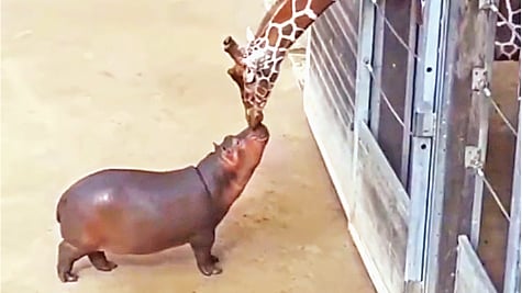  ছবি: ভিডিও থেকে নেওয়া