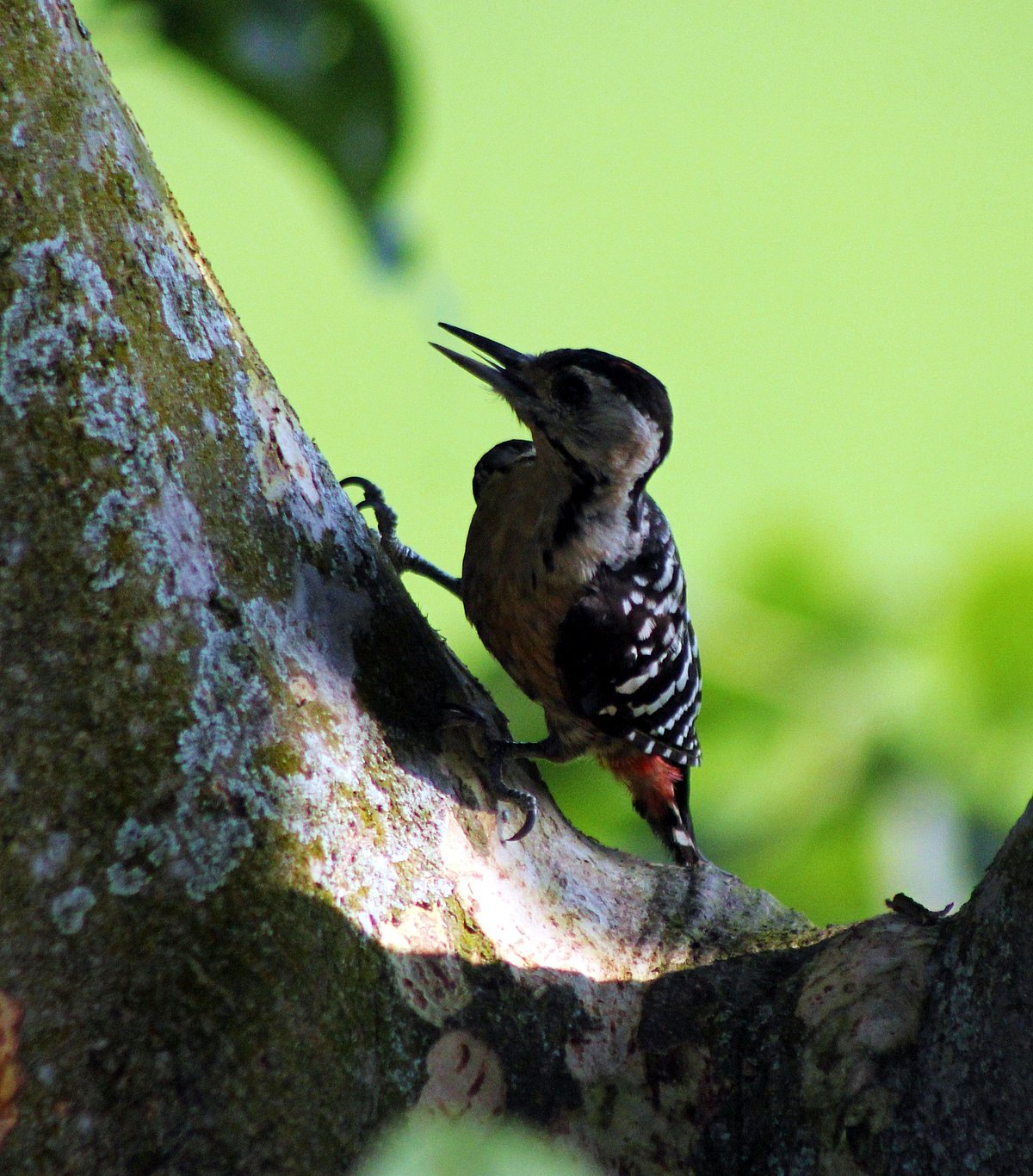 ছবি: তাফসিলুল আজিজ