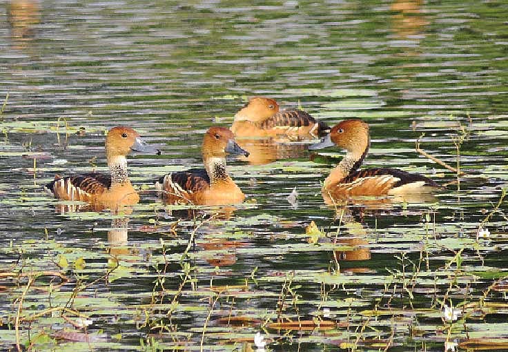 ছবি: লেখক