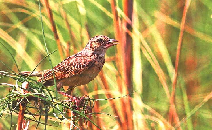 ছবি: মনিরুল এইচ খান