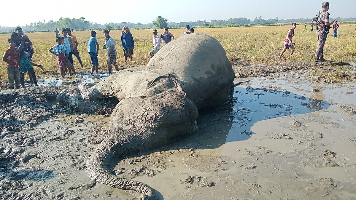 ছবি: প্রথম আলো