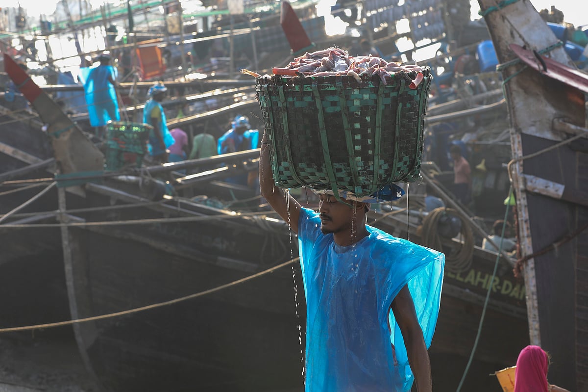 ট্রলার থেকে নামানো হচ্ছে লইট্টা মাছ।