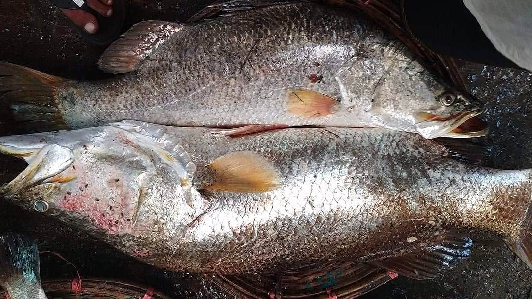 ছবি: প্রথম আলো