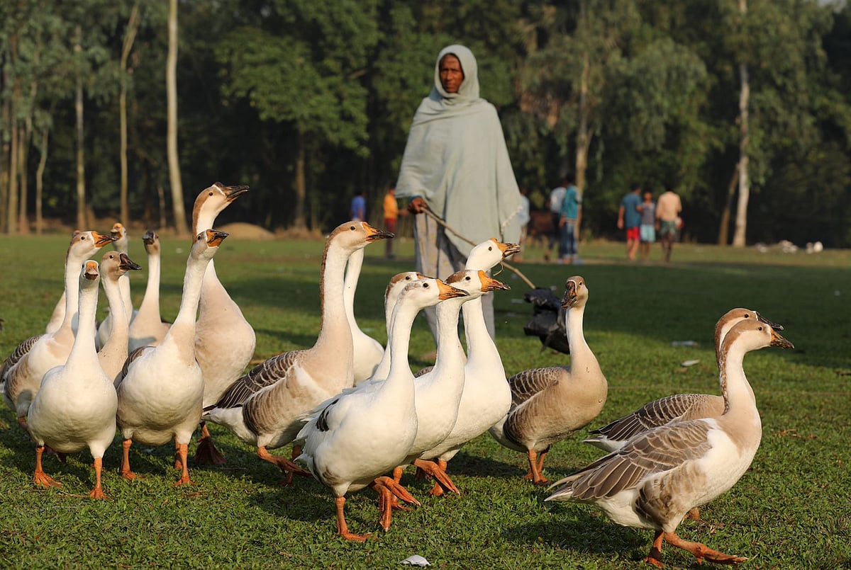 ০১. সকালের আলো ফুটতেই একঝাঁক রাজহাঁস নিয়ে কালিপাড়া ইসমাইল হোসেন উচ্চবিদ্যালয়ের মাঠে বেরিয়েছেন গৃহিণী জাকিয়া সুলতানা। কাহালু, বগুড়া