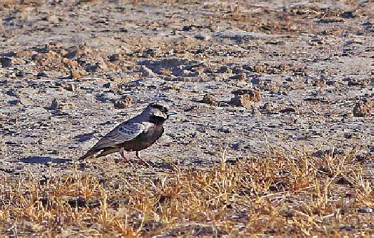 ছবি: মনিরুল এইচ খান 