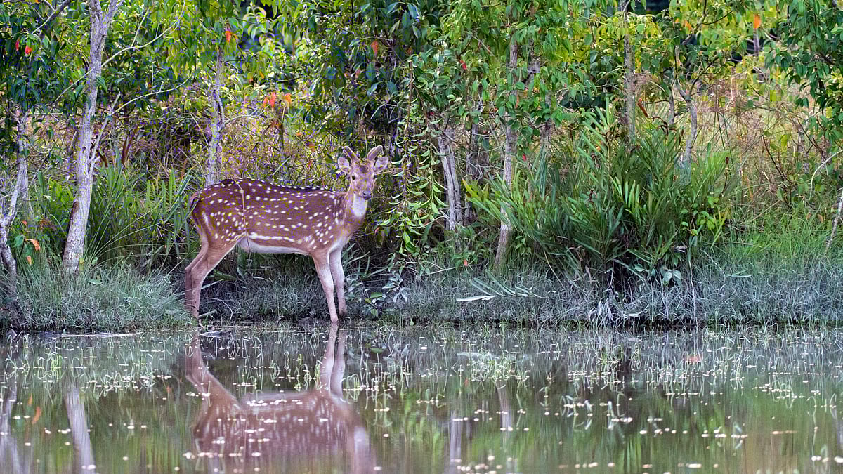 ছবি: লিসান আসিব খান