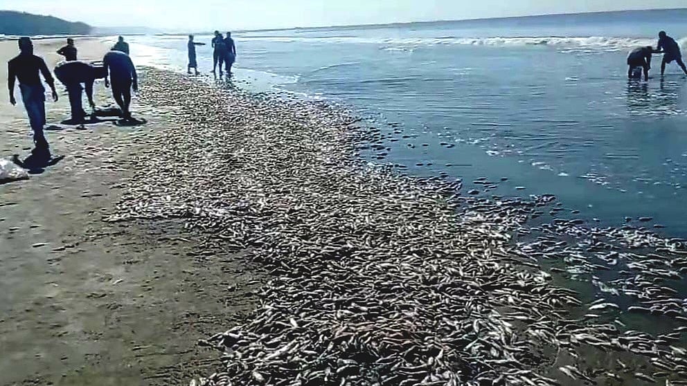 কক্সবাজার সৈকতের অন্তত দুই কিলোমিটার বালুচরে ভরপুর ছিল ছোট আকৃতির ভেসে আসা মাছে। আজ বৃহস্পতিবার দুপুরে। ছবি: প্রথম আলো