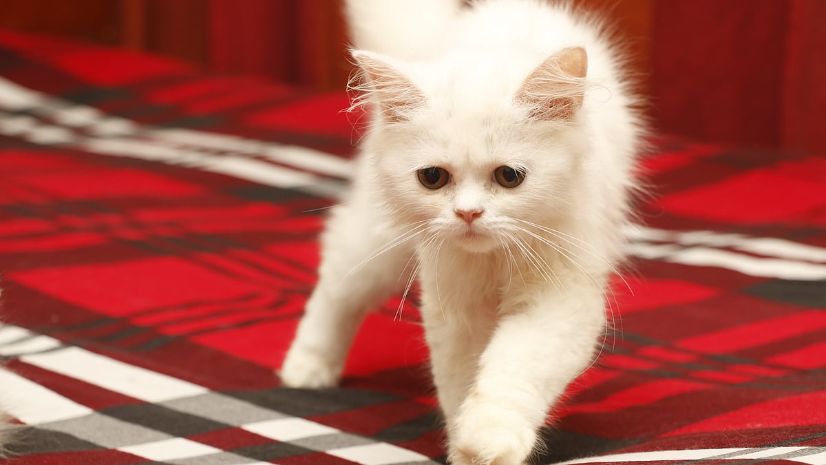 ছবি: মনন মাহমুদ