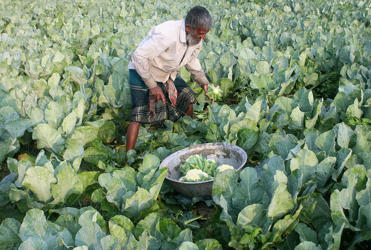কুয়াশাঢাকা শীতের সকালে মাঠ থেকে ফুলকপি তুলছেন কৃষক বাদশা প্রামাণিক। এরপর ফুলকপিগুলো মহাস্থান মোকামে বিক্রির জন্য নিয়ে যাবেন তিনি। দীঘলকান্দি গ্রামের মাঠ, বগুড়া সদর