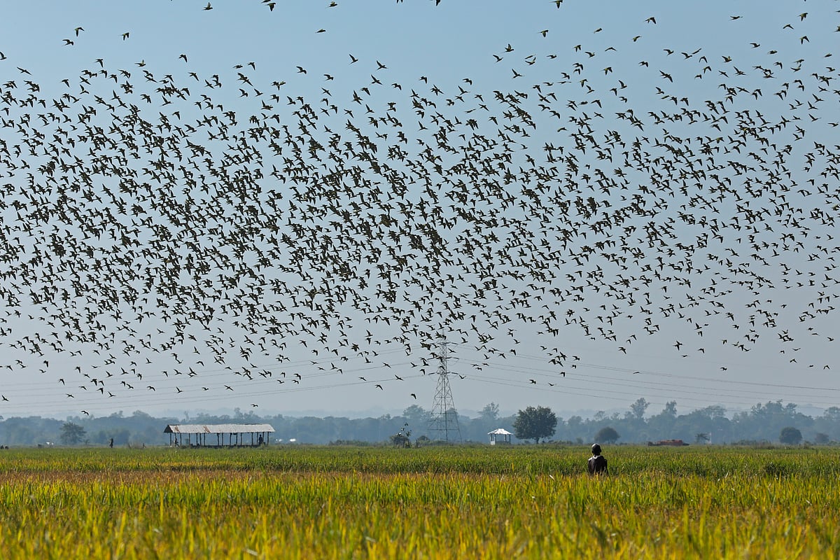 ফাইল ছবি