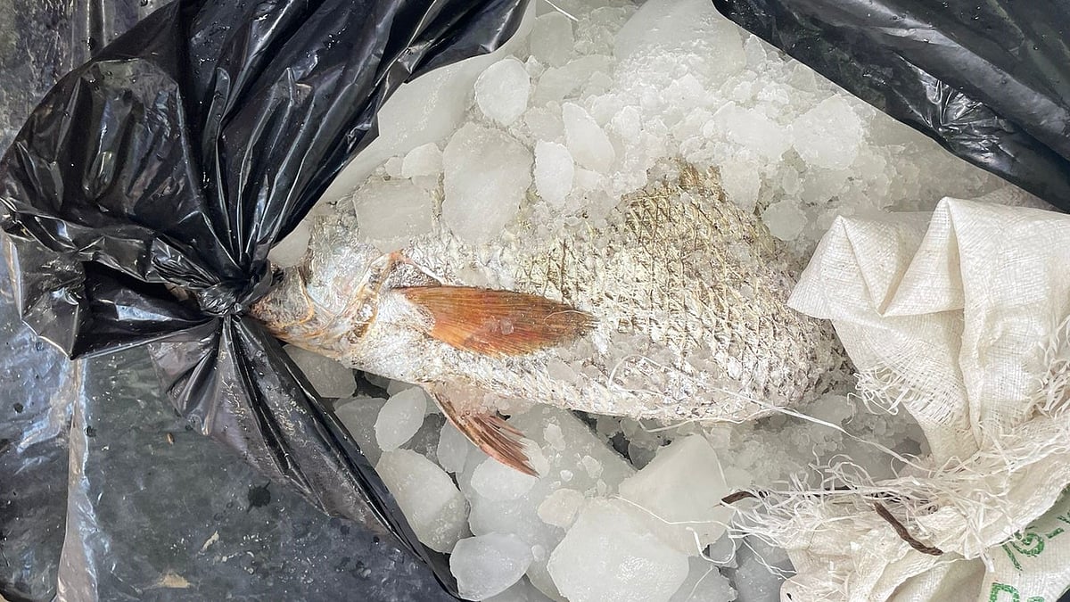 ছবি: প্রথম আলো