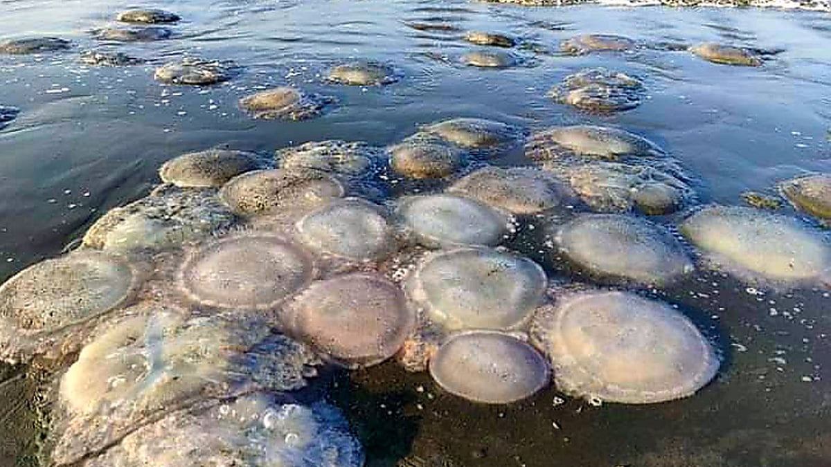 ছবি: প্রথম আলো