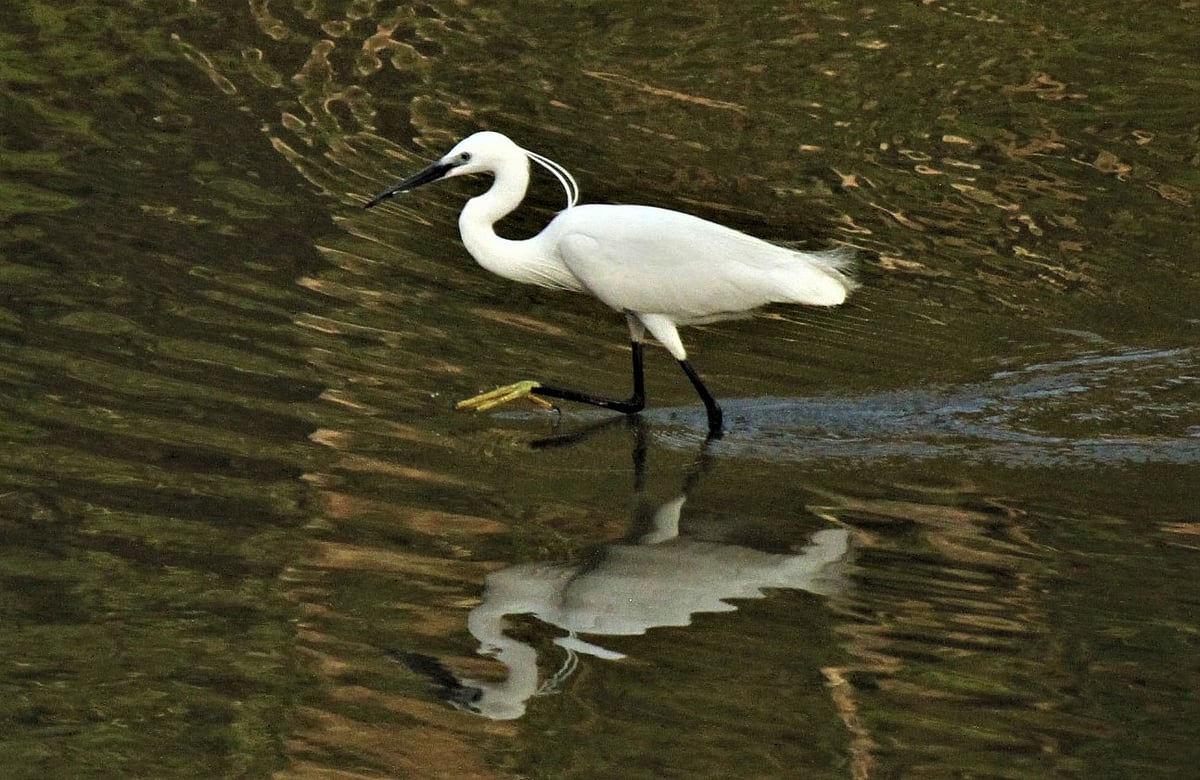 ছবি: সুপ্রিয় চাকমা