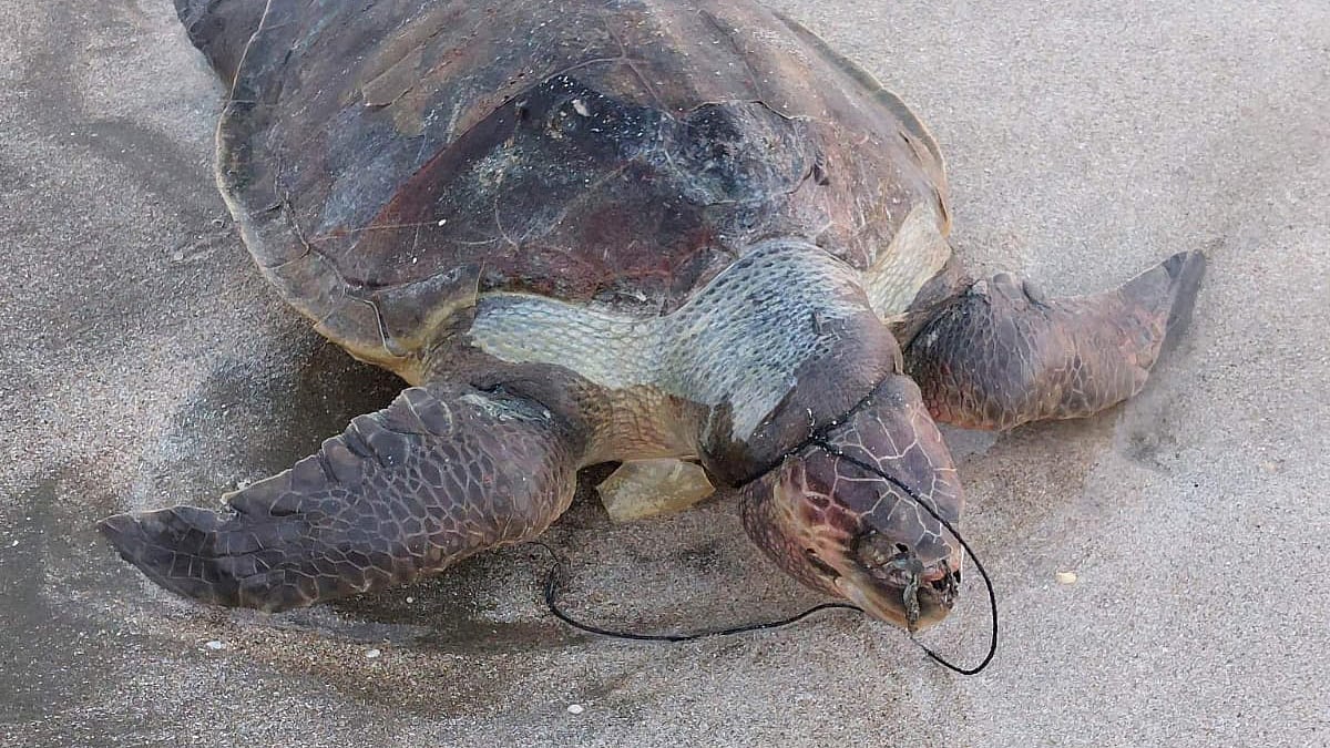 ছবি: প্রথম আলো