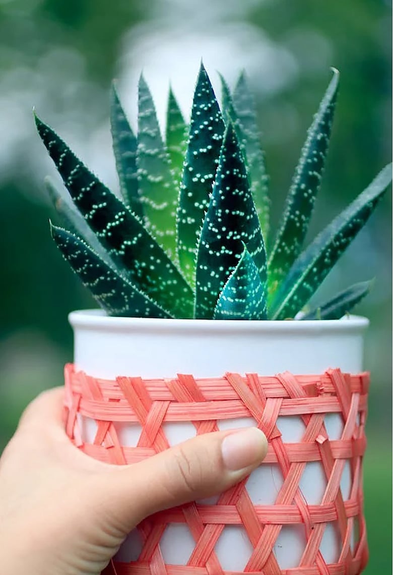 ঘরের সৌন্দর্যে বায়ু পরিশোধনকারী গাছ