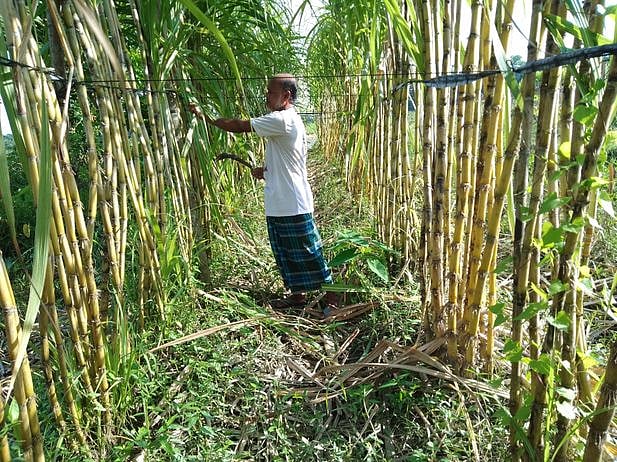 ছবি: প্রথম আলো