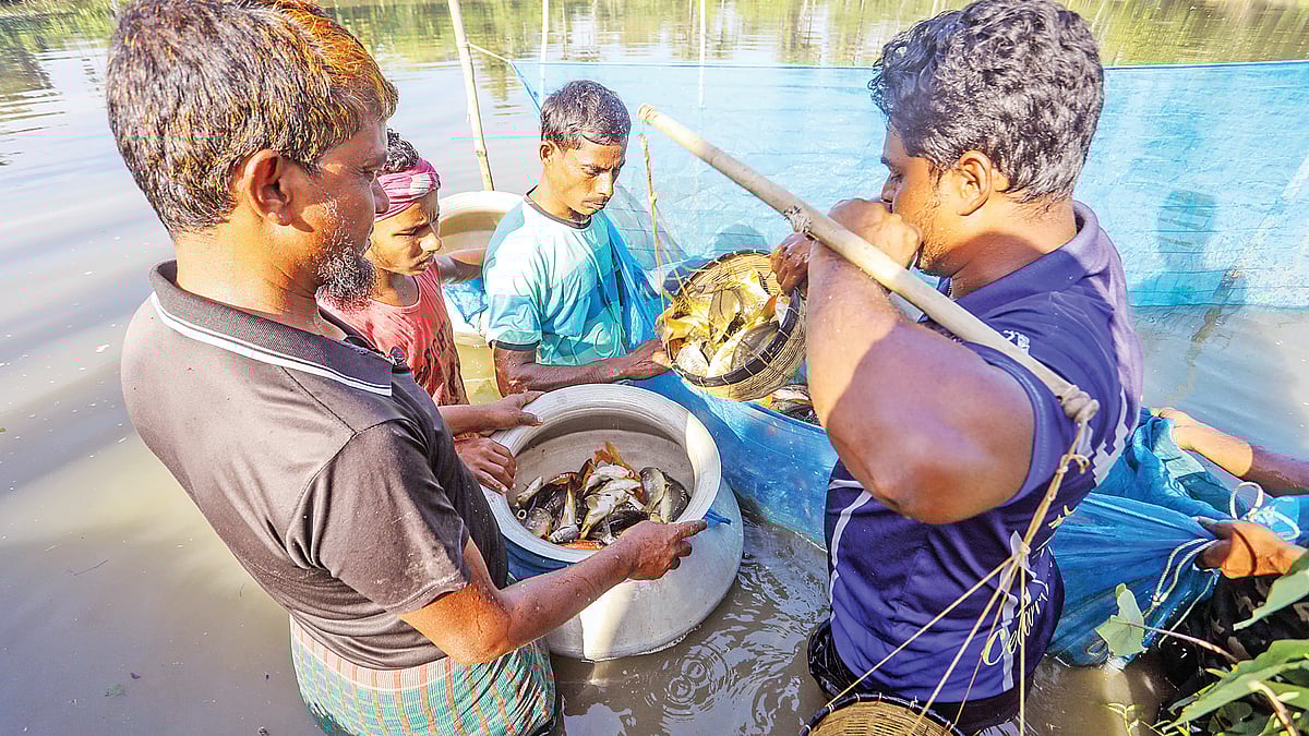    ছবি: সাদ্দাম হোসেন