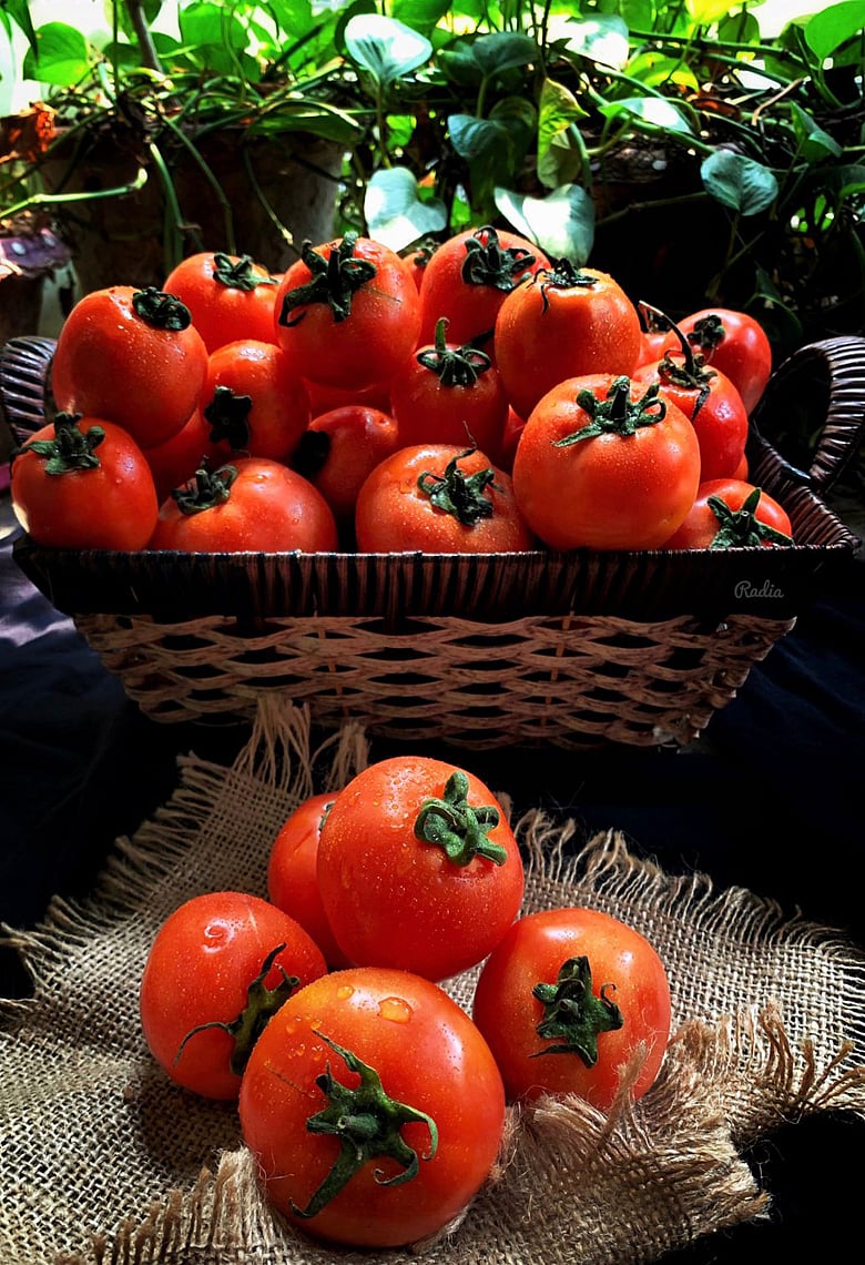 টসটসে টমেটো