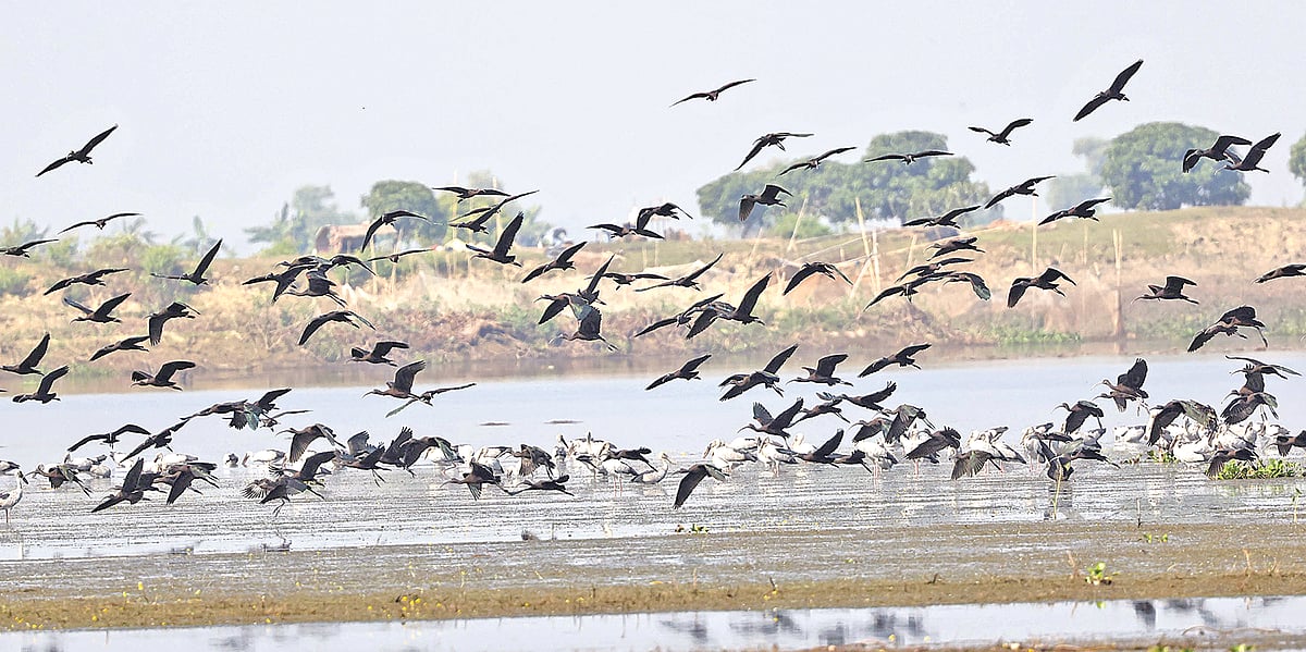 প্রথম অালো