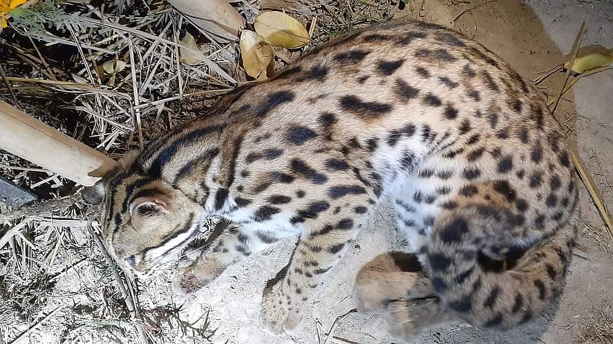 ছবি: প্রথম আলো