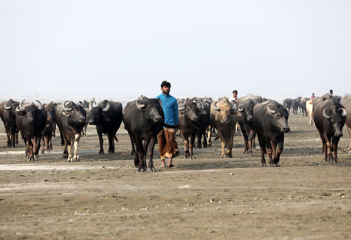 বিস্তীর্ণ চরাঞ্চলে মহিষ চরাতে নিয়ে যাচ্ছেন রাখালেরা।