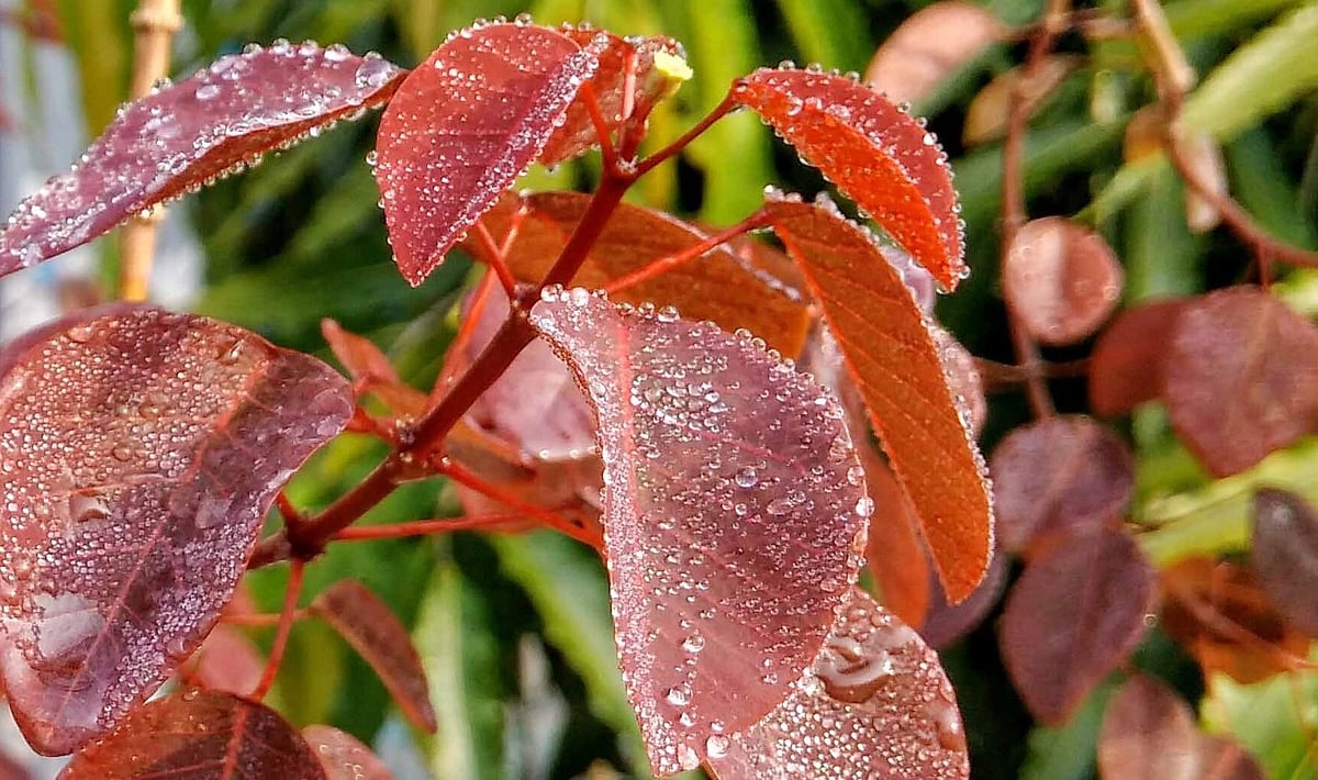 ছবি: প্রথম আলো