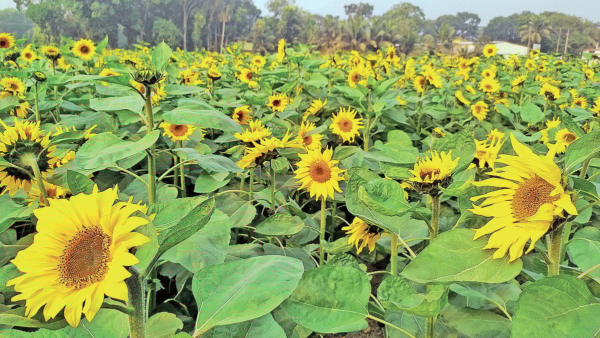 ছবি: প্রথম আলো