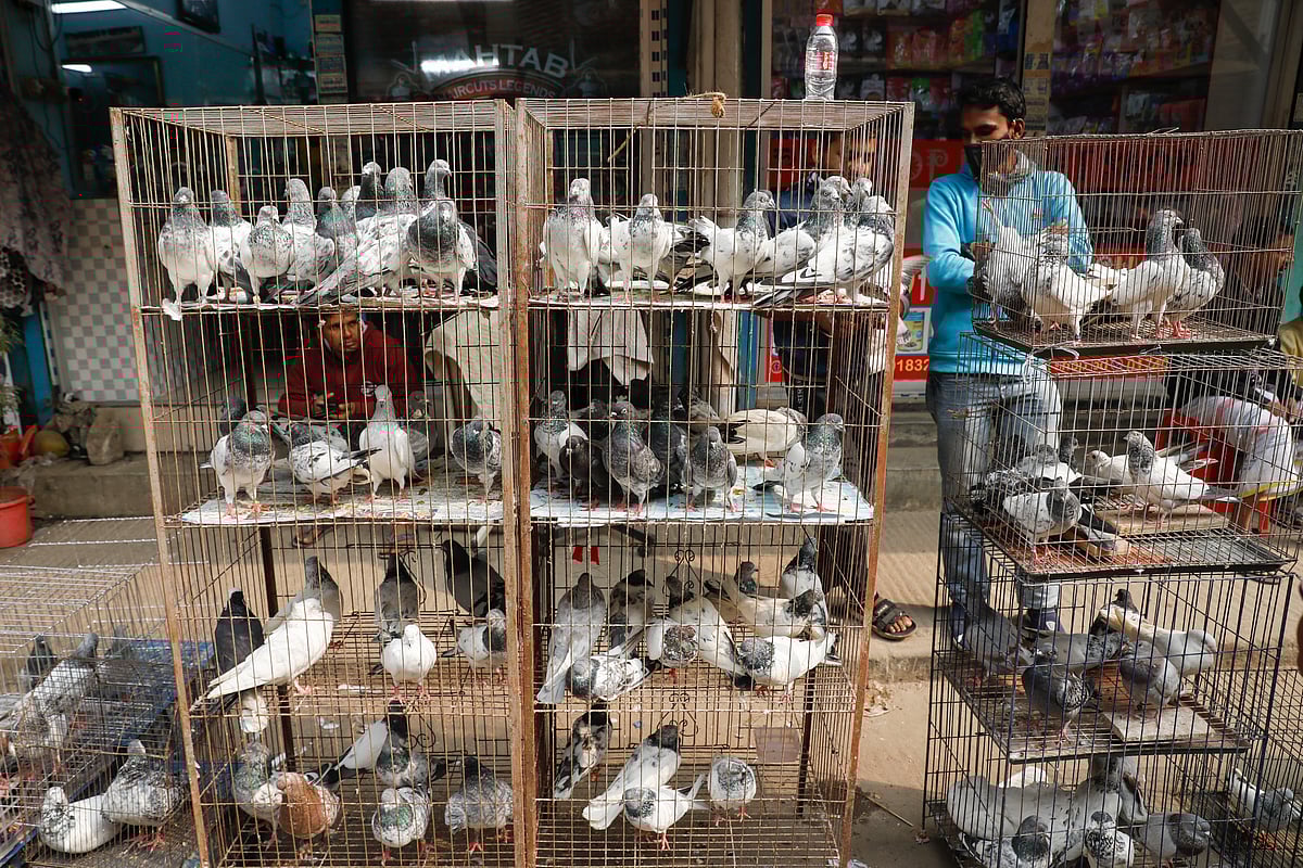 বিক্রির আশায় নানা ধরনের কবুতর নিয়ে বসেছেন এক বিক্রেতা।
