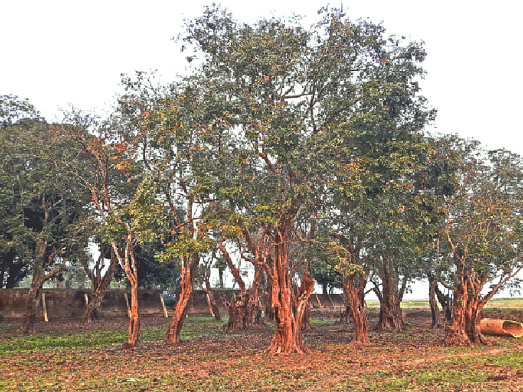 ছবি: প্রথম আলো