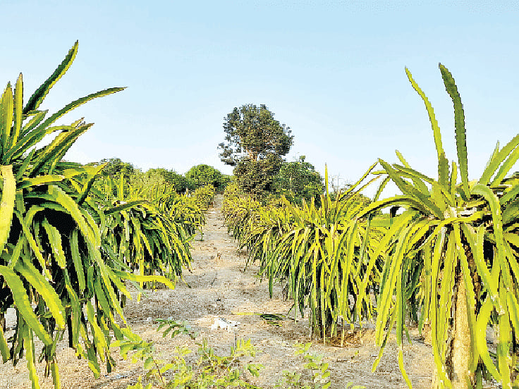 ছবি: লেখক