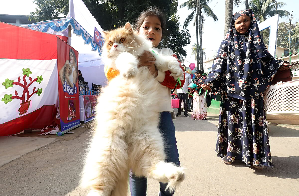 বিড়ালের র‌্যাম্প শোর জন্য প্রদর্শনী ও ফ্রি মেডিকেল ক্যাম্পেইনের আয়োজন করে বগুড়ার পেটস কেয়ার টিম। সেখানে লালন–পালন করা বিড়াল নিয়ে প্রদর্শনীতে আসছে এক শিশু। 