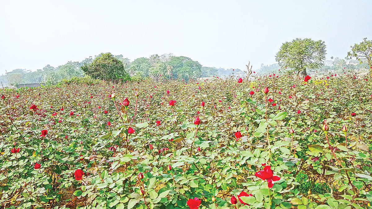 ছবি: প্রথম আলো