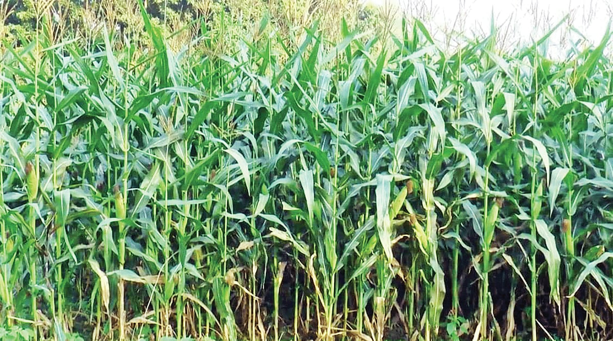 ছবি: প্রথম আলো