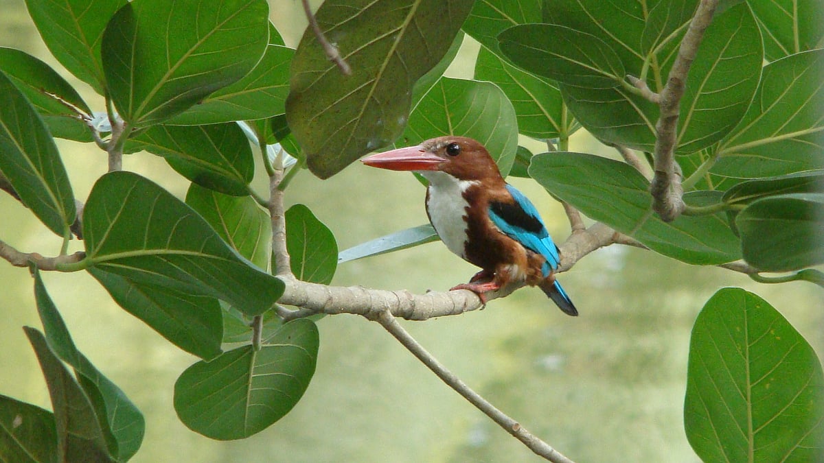 ছবি: লেখক