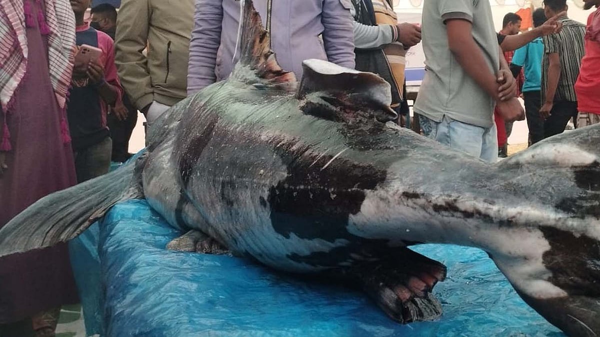 ছবি: প্রথম আলো