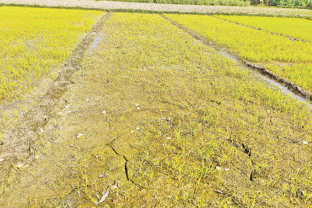  ছবি: প্রথম আলো