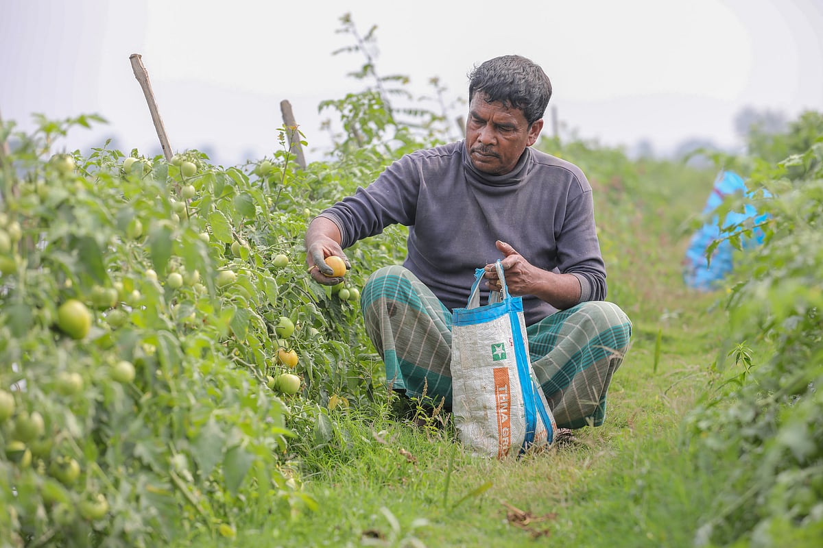 ছবি: সাদ্দাম হোসেন 