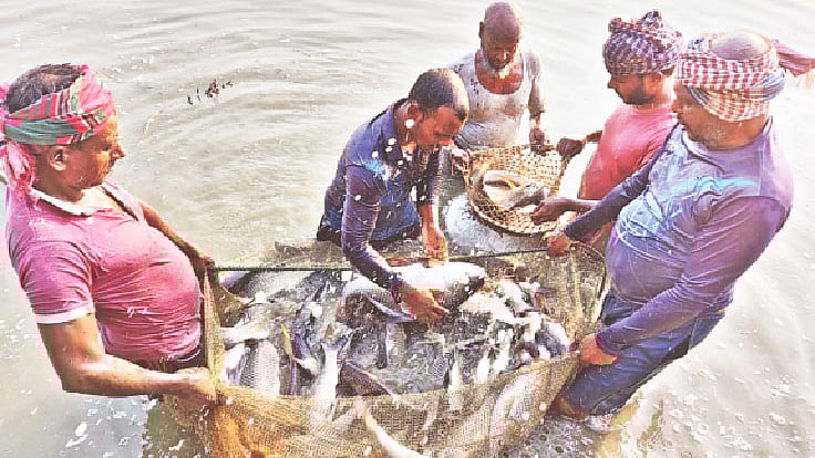 ছবি: শহীদুল ইসলাম