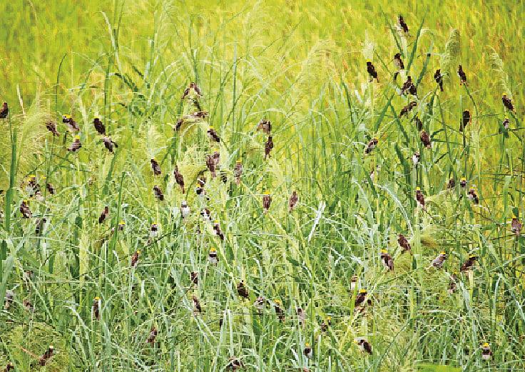 ওমর শাহাদাত