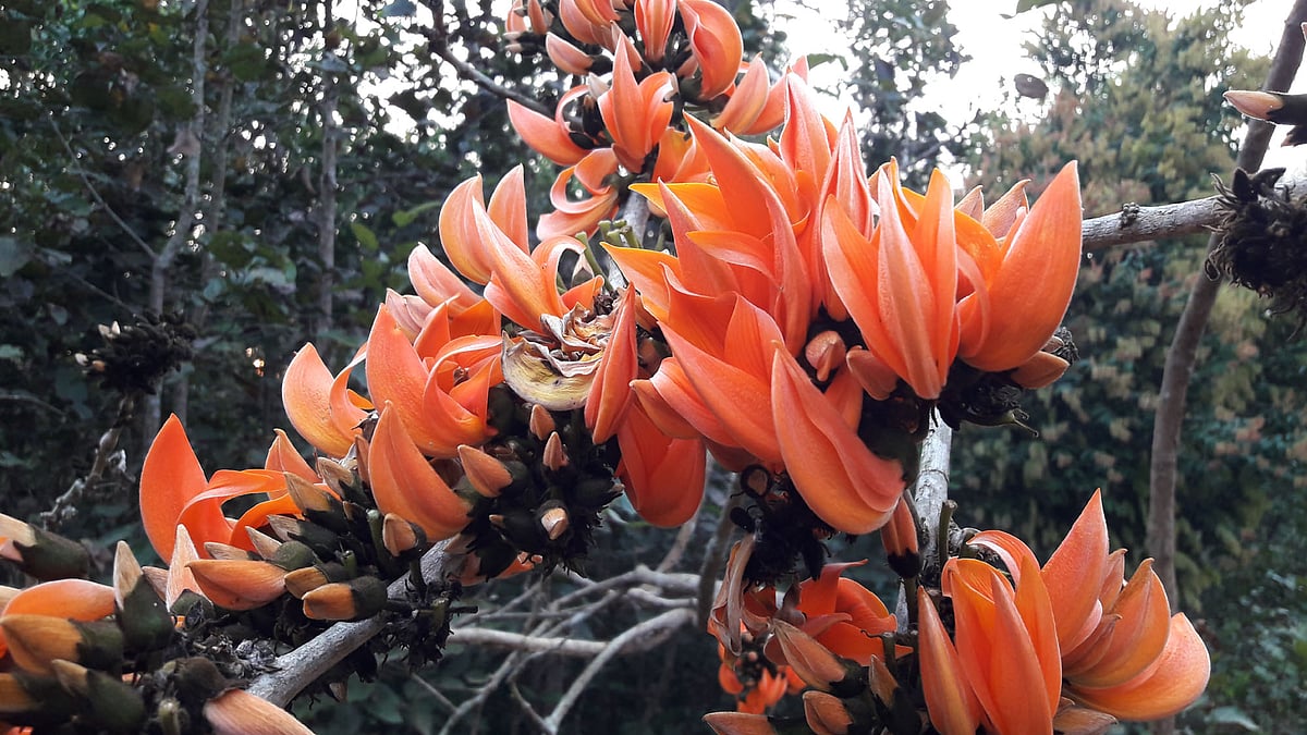 ছবি: প্রথম আলো