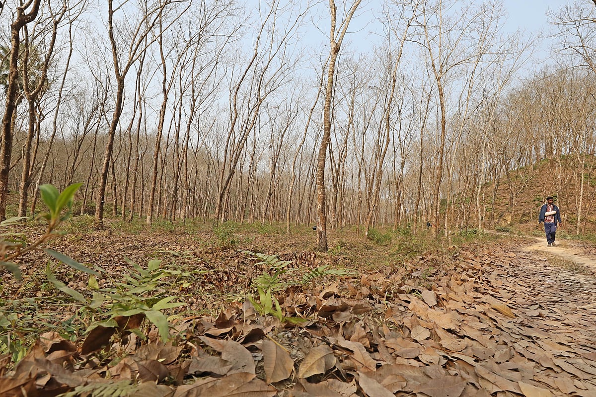 গাছের ঝরা পাতায় ঢেকে গেছে মেঠো পথ। সে পথে হাঁটছেন এক পথিক 
