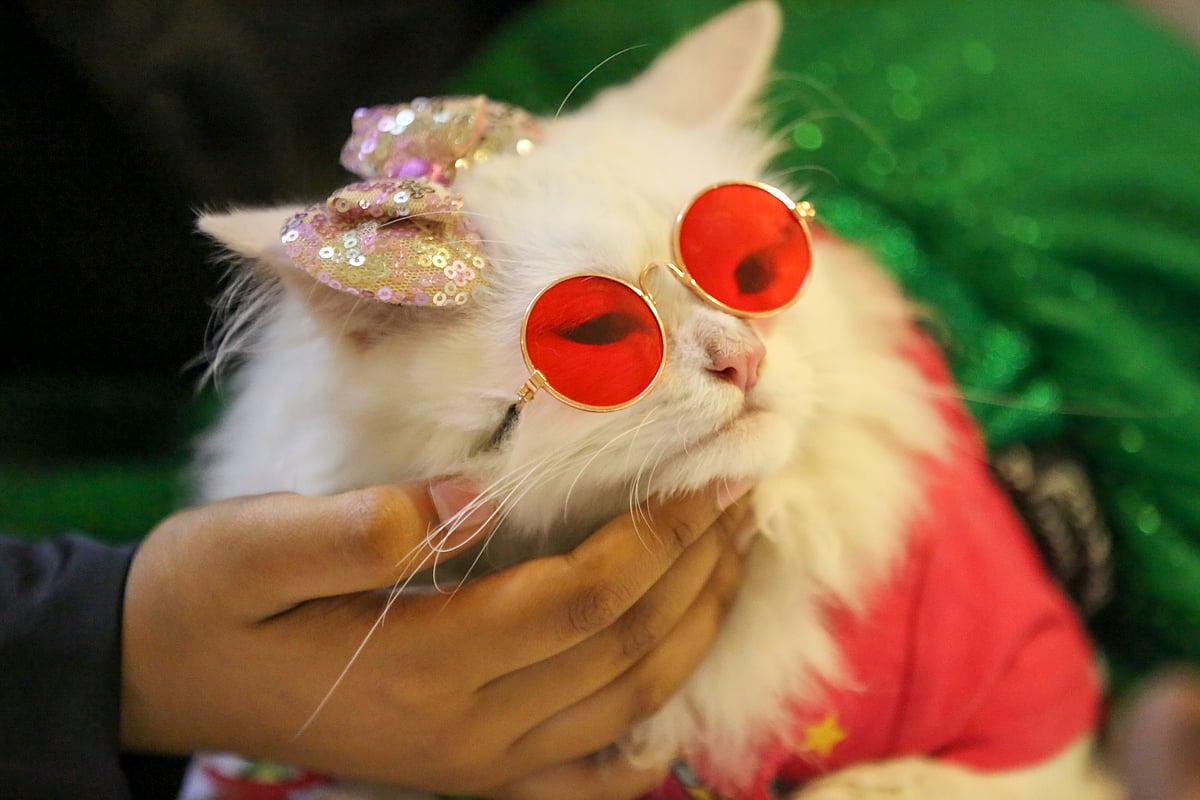 র্যাম্প শোতে চশমা পরা একটি বিড়াল।