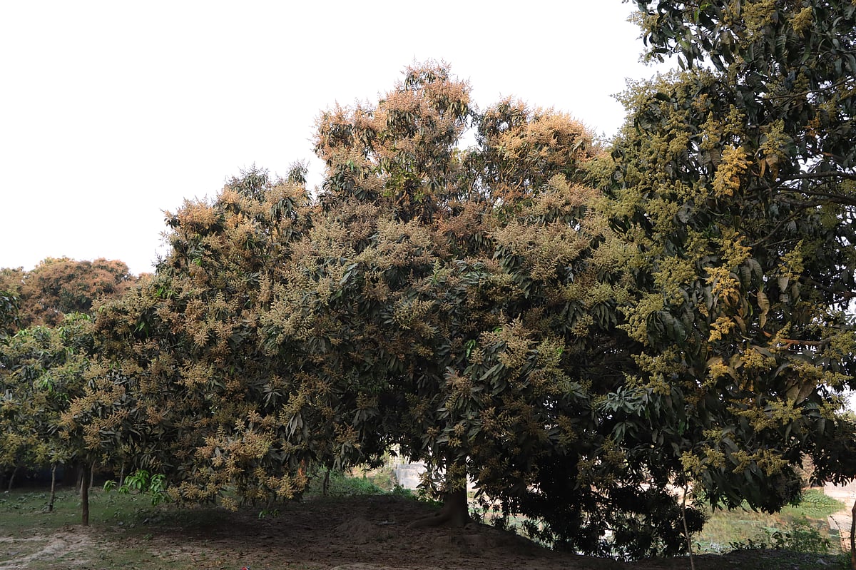 ছবি: প্রথম আলো