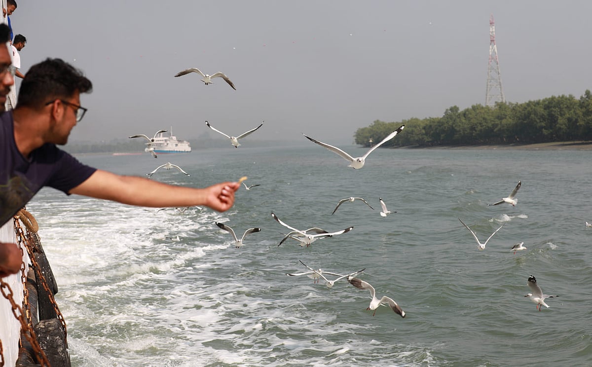 সেন্ট মার্টিন যাওয়ার সময় গাঙচিলদের চিপস ও বিস্কুট খাওয়ান পর্যটকেরা।